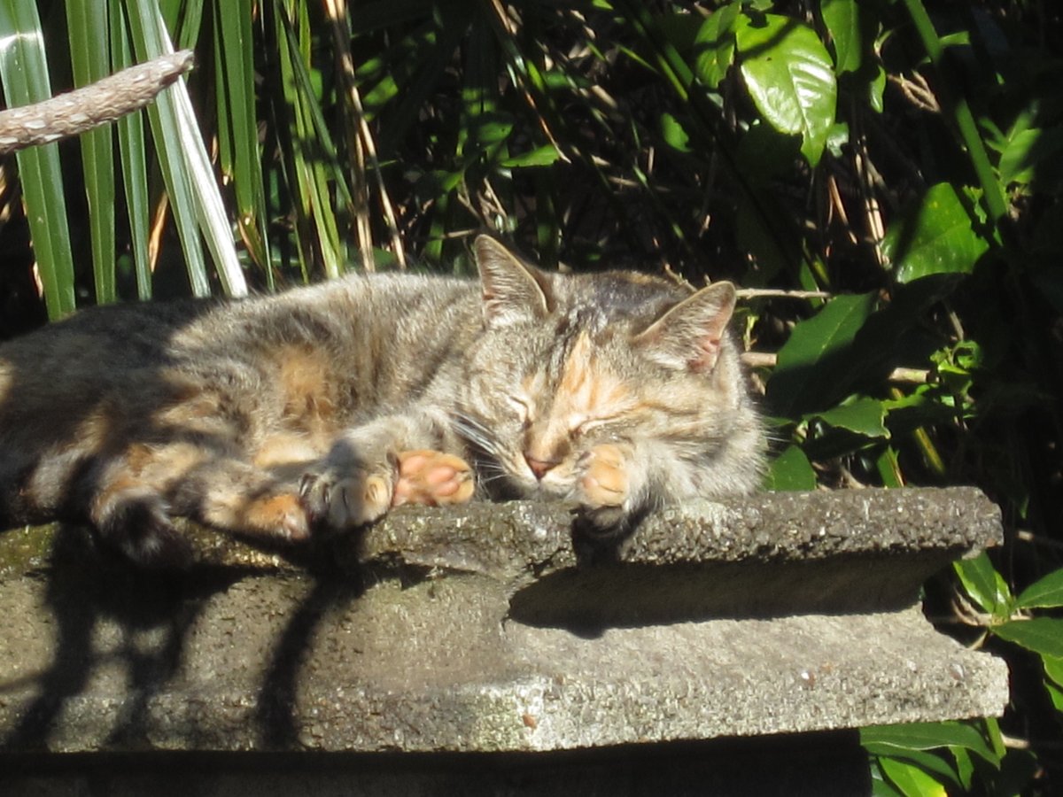 小松 亘 猫の昼寝zzzzz 猫 野良猫 昼寝 猫の昼寝 散歩 天気もよく 小松 亘 猫の昼寝zzzzz 猫 野良猫 昼寝 猫の昼寝 散歩 天気もよく