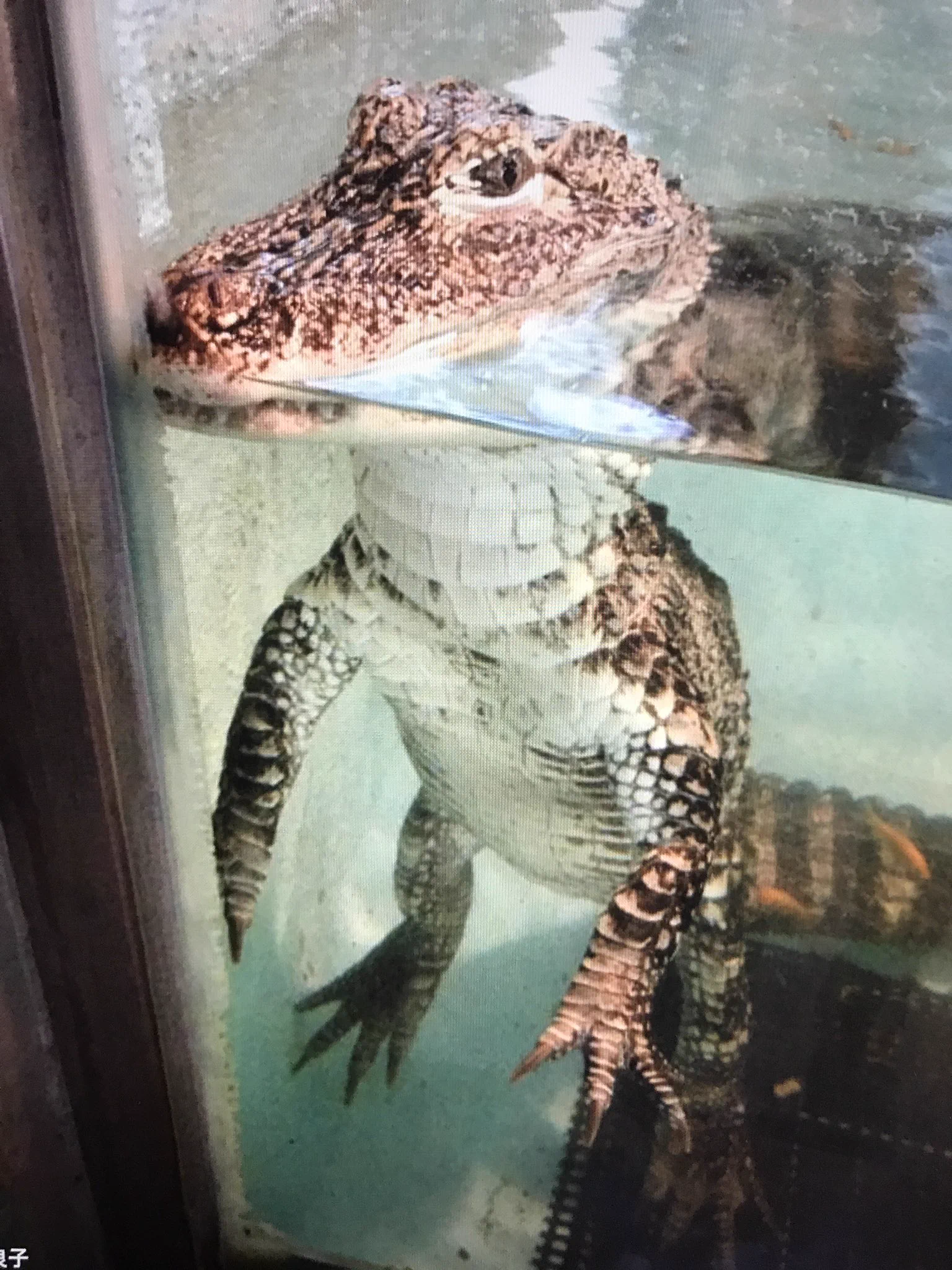 @dobutsu_syu 経験いたしておりますw 