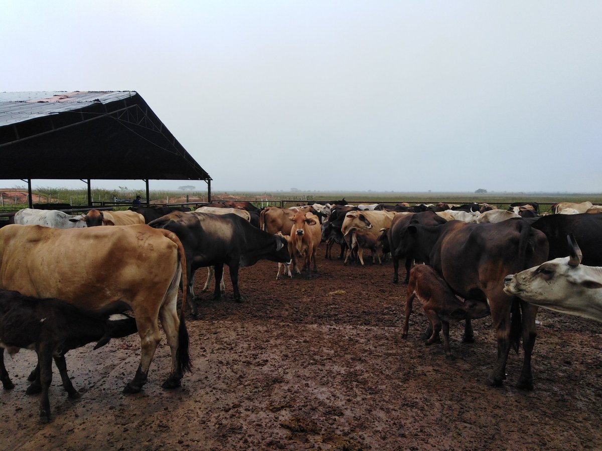 Una fábrica q nunca para.... Así es el #Estero, tienes una vaca por ordeñar, una línea q arreglar, un potro por amansar y cualquier pereto q haya por reparar. Siempre hay Semilla por sembrar y fruto por recoger, si le sigues el ritmo, siempre te dara q hacer... Buen día Vzla...
