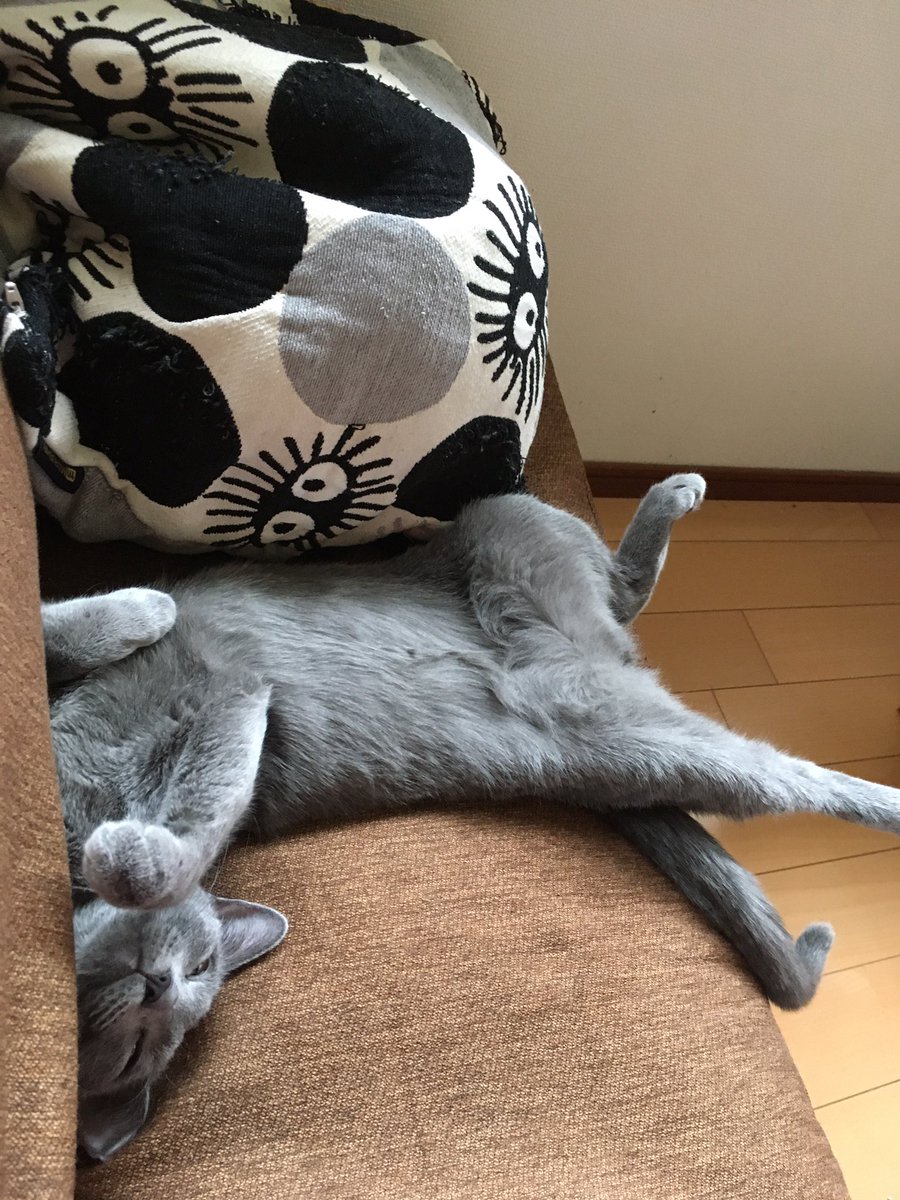 ロシアンブルー様⁎⁺˳ ロシアンブルー様⁂ ロシアンブルー様⁂