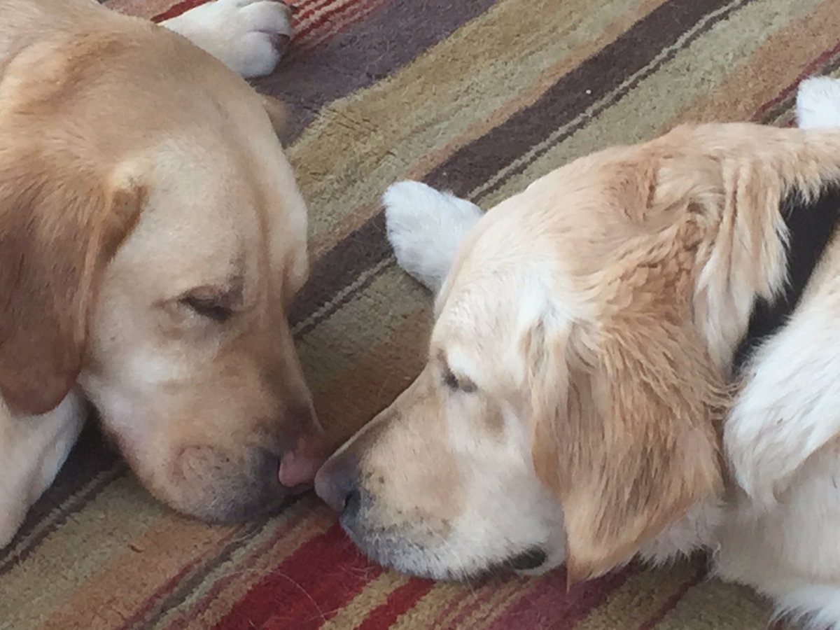 TomJ_HockeyNMT's tweet photo. A nice way to spend relax from PhD thesis writing - maybe even found the definition of puppy love #phdlife @ENUApplyScience @ENUpostgrad #guidedogs #guidedogsintraining #foreverhome https://t.co/4CFrkCAm2q