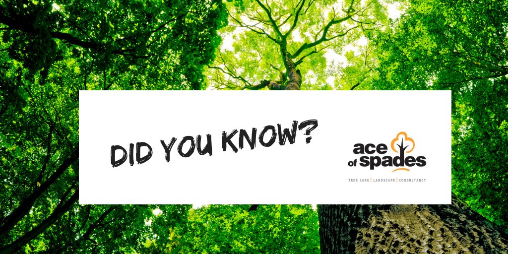 Mikeaceofspades's tweet photo. Ace Of Spades Consultancy

Did you know...We offer a full consultancy service for the management &amp; maintenance of trees and are able to ensure that you get qualified advice on all tree related issues?

#TreeCare #TreeConsultancy https://t.co/SaUT87K1rE