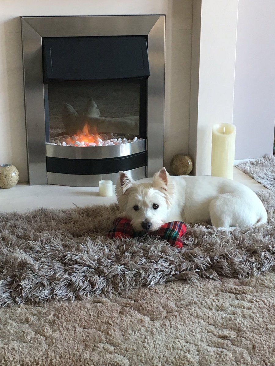 ChewieBebe's tweet image. Chewie #NotMoving #Cosy #warmingup 
#dogsoftwitter #westiesoftwitter #westie #westhighlandterrier