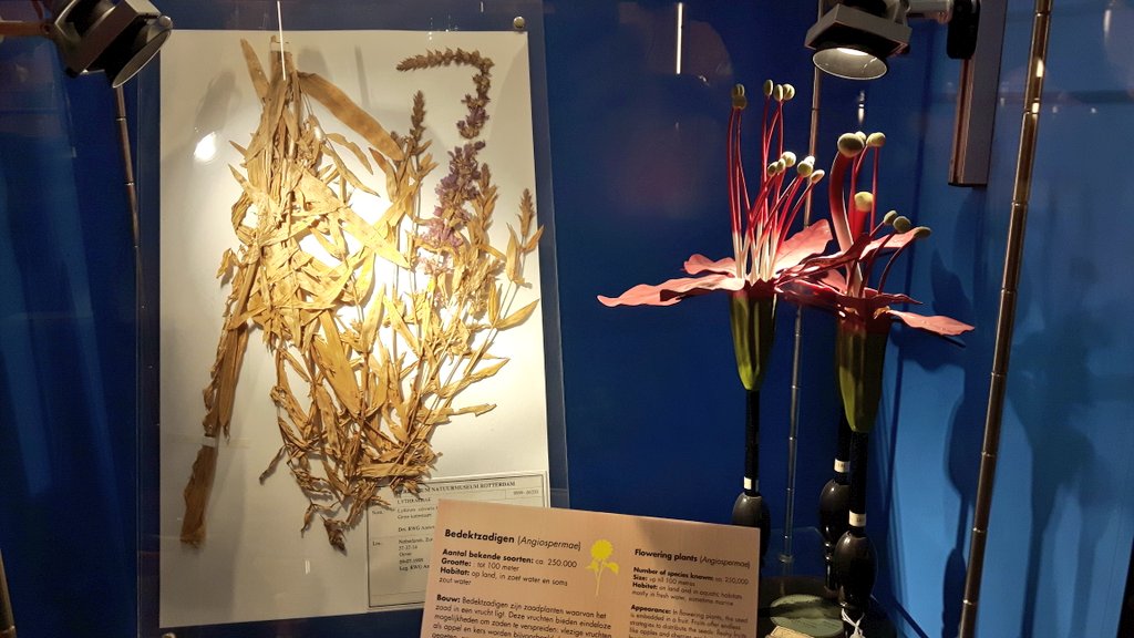 Flowers are really difficult to display in museums, and so are often completely left out. But these beautiful botanical models are a brilliant way of ensuring they are included.
#PlantBlindness #MuseumBias #MuseumNerdsAbroad
