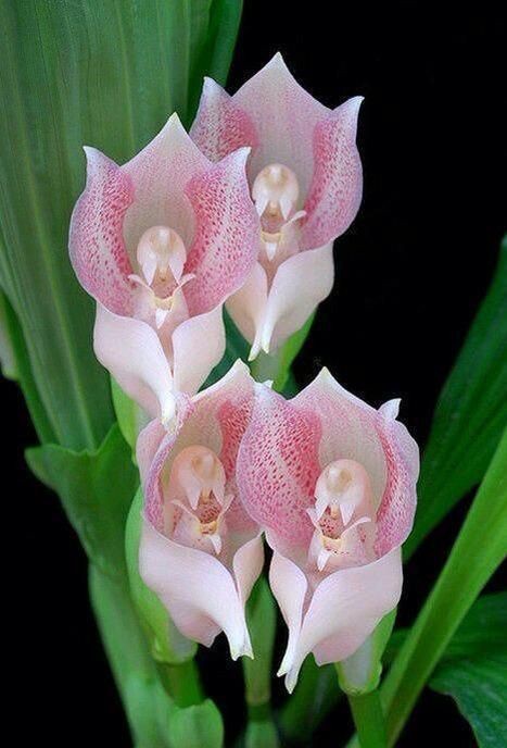 ninscrystal's tweet photo. "Minds are like flowers; they open only when the time is right."

~Stephen Richards 

                   🌸 Happy Sunday🌸 https://t.co/EXgSduEqaM