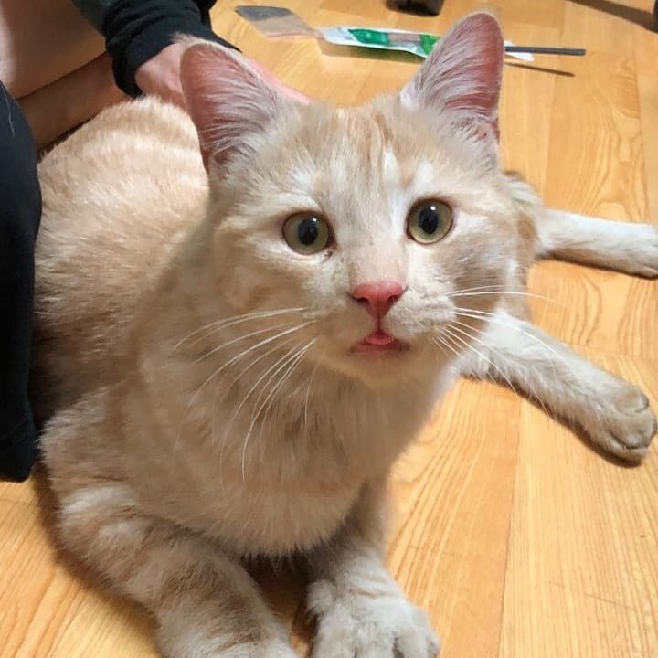 둔촌냥이 tweet media