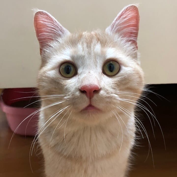 둔촌냥이 tweet media