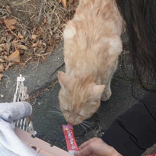 둔촌냥이 tweet media