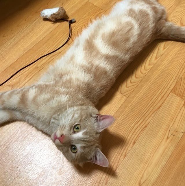 둔촌냥이 tweet media
