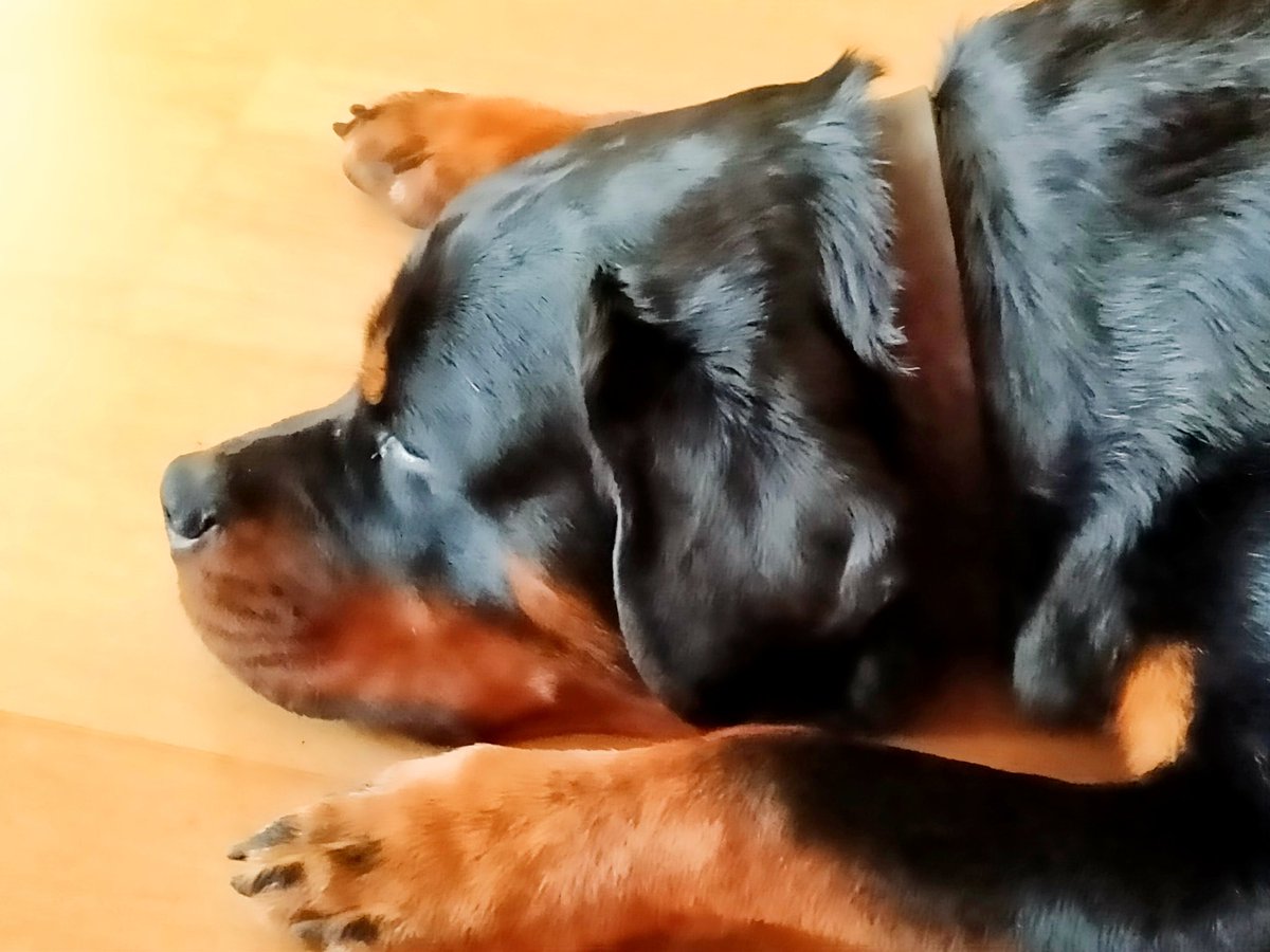 erikdusmeteenK's tweet photo. Chilling sundaymorning #rottielove #rottweiler #misscooper #nextgenrotts https://t.co/3o3LJ05lxS