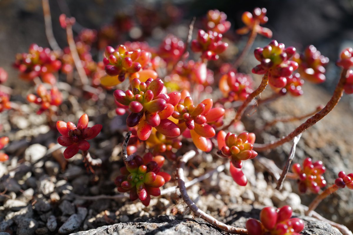 筑波実験植物園