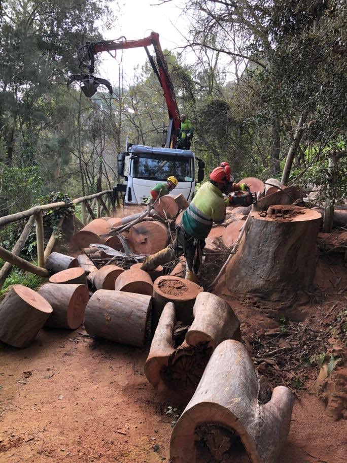 Poda de arbolas en parque Oromana, algunos han tenido que ser eliminados por estar enfermos, mejorando nuestro monumento natural, en breve seguirán mejoras en caminos y plantación