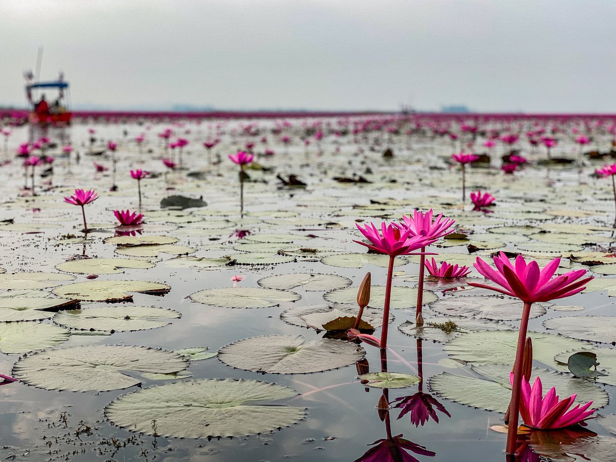 BBarbaralicious's tweet photo. About an hour from #udonthani, there is this lake... it’s not very famous. I really don't understand why 😅 this is freaking beautiful 🤩 #thailand #redlotuslake #digitalnomad #digitalnomads #travel #workwhiletravel #worldtravelers #amazingthailand #barbaralicious https://t.co/70NXfF6U6S