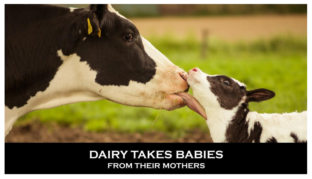 Dairy takes babies from their mothers #DitchDairy #GoVegan.