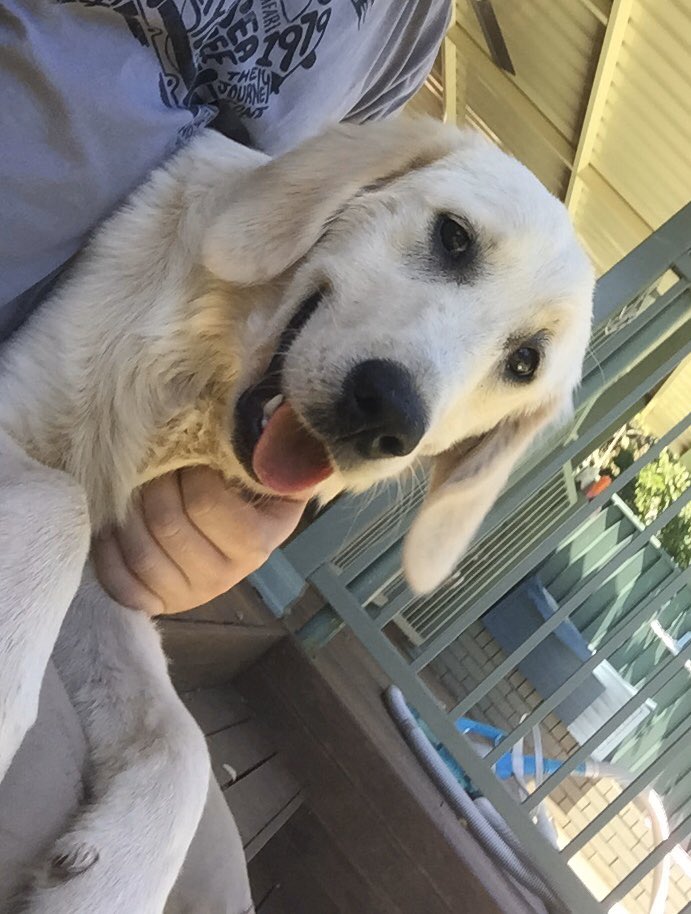 SyKoTiC_SaGE's tweet photo. Four nights ago when we finally received much needed rain, it came at a cost. The thunder scared our furry family member and my girl ran from our yard. We have searched, posted and had much help from many kind strangers. Miss Vada is still missing.
#bluemountains #lostdogs https://t.co/VqY3leEgk0