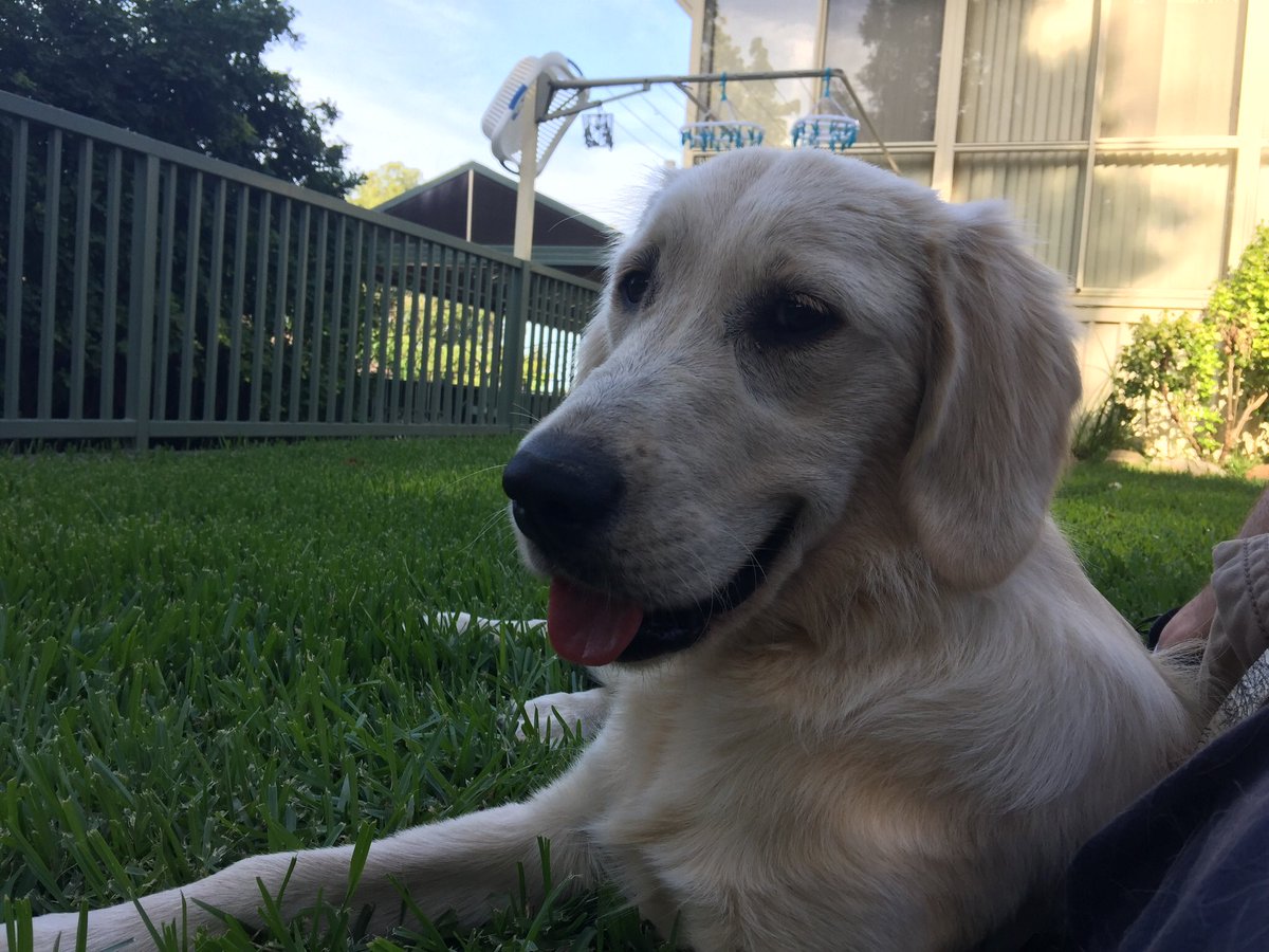 SyKoTiC_SaGE's tweet photo. Four nights ago when we finally received much needed rain, it came at a cost. The thunder scared our furry family member and my girl ran from our yard. We have searched, posted and had much help from many kind strangers. Miss Vada is still missing.
#bluemountains #lostdogs https://t.co/VqY3leEgk0