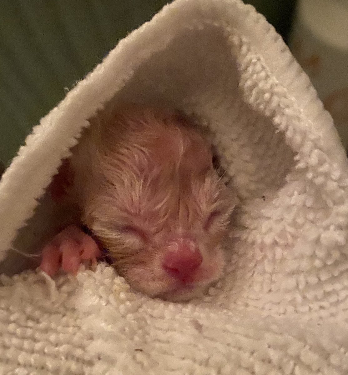 Pontisbright's tweet photo. First kitten of 2020 born this morning. https://t.co/ghzsSDIraw