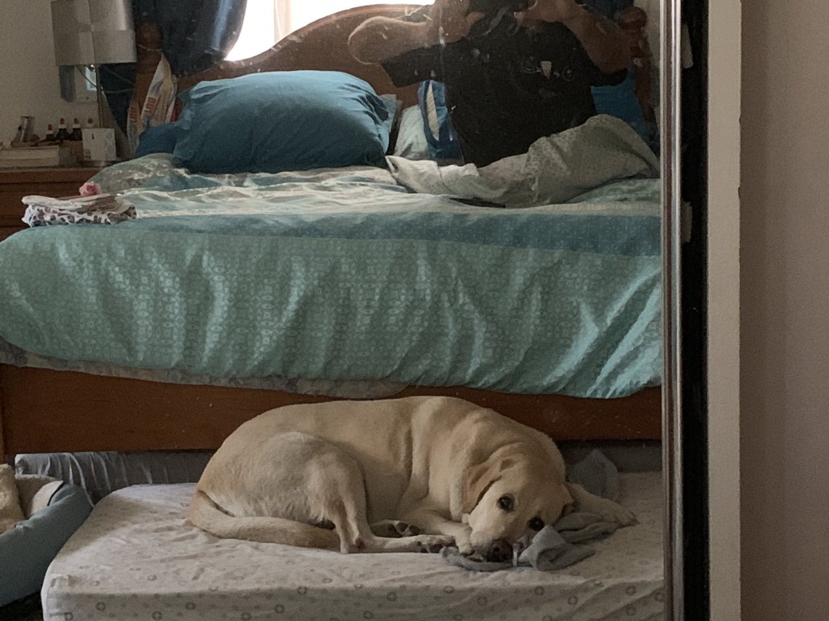 meechabc's tweet image. Lost a really good mate today.
Norman The Labrador. Really hope the good lord takes you for a walk everyday ,and lets you swim in the dam in The Garden of Eden