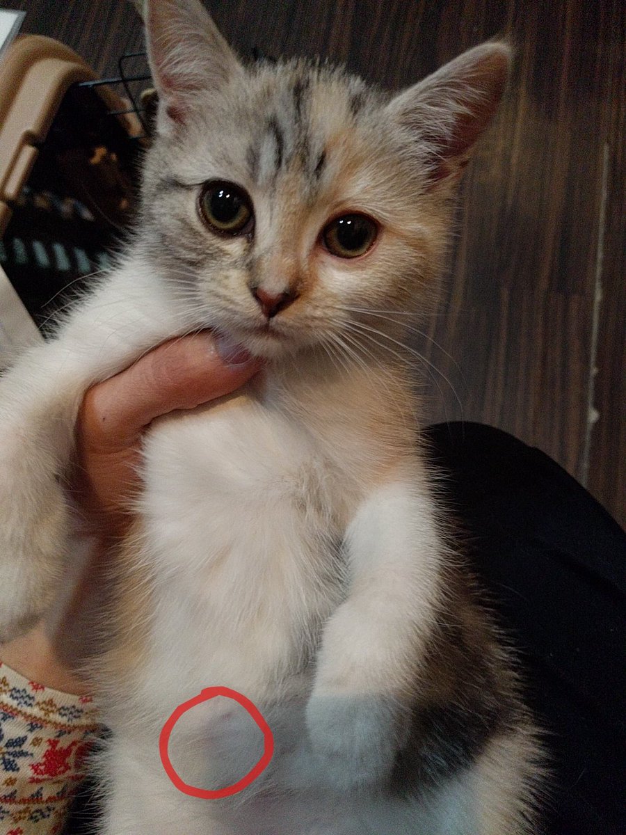 保護猫カフェ鶴橋店（元保護猫カフェマンチカン） on Twitter 