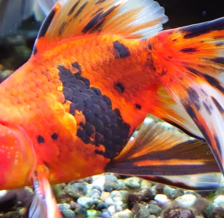 モーちゃんjr 分かる方お願いします 丸で囲んだ鱗3枚 妙に厚みがあります 気付いたのが11日で 本日確認したところ進行はあまりありません 金魚も元気そうで いつもと変わりないです これは 何かの病気でしょうか それとも怪我とかの再生途中