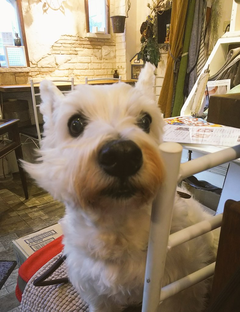 st_ozlove's tweet photo. 🐶がいる素敵なカフェ☕️
とても人懐こい可愛い🐶ちゃん、12歳には見えない❤️
発酵マイスター資格をお持ちのオーナーさんで、素敵な雰囲気でした✨
ここで梅酒を飲む自分が怖いって一瞬思ったけどwとても美味でした✨おつまみのキムチとかも手作りで美味❤️
#cporte #ひばりヶ丘 #犬のいるカフェ https://t.co/r15dISCRPD
