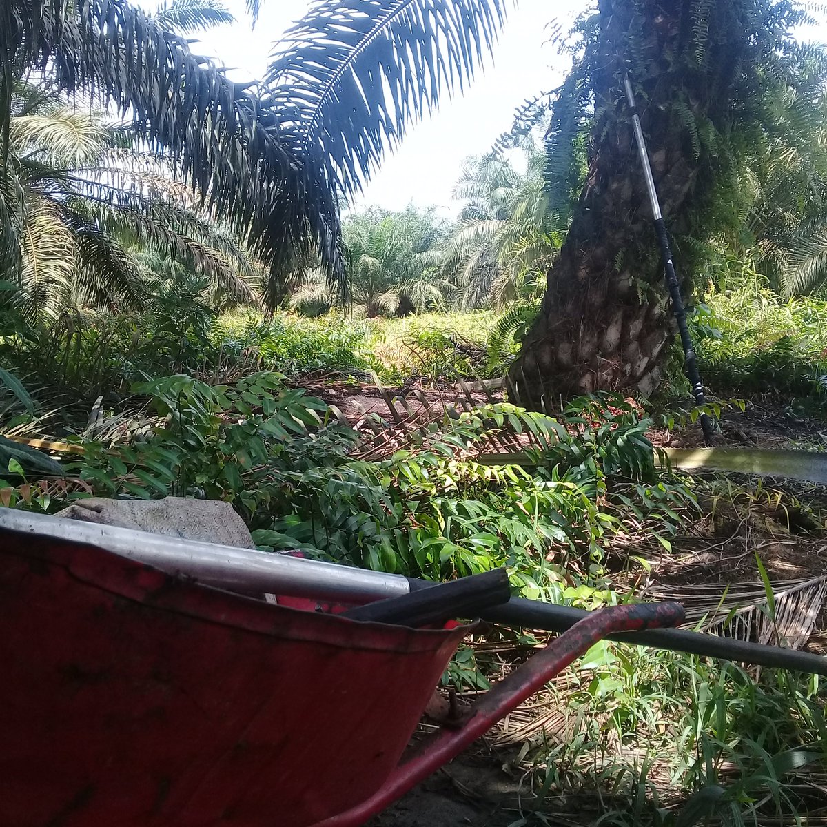salmanLanak's tweet photo. Anak hutan sawit

#AnakSultanMahBebas https://t.co/VMiAwqZhFc
