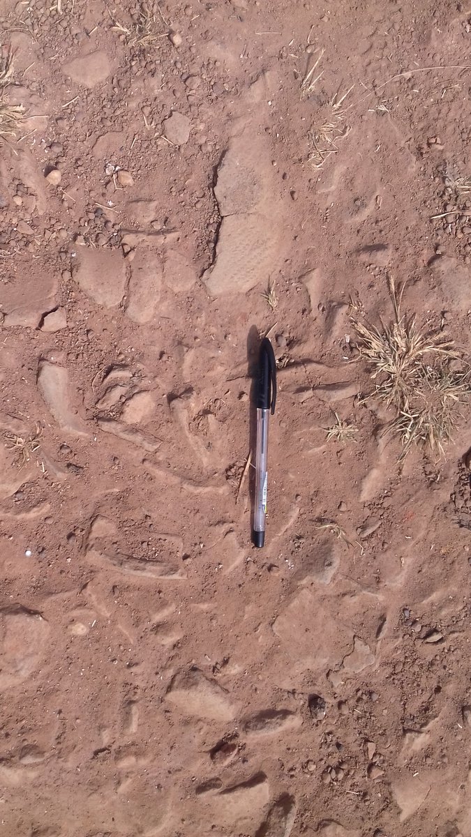 #Palynological &amp;Archaeological insight into the environment and human-environment interactions in southern Nigeria. We went coring in Ibokun&amp; along the Osun River... an eventful experience!