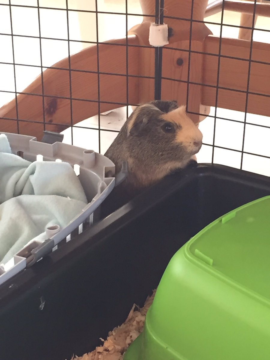 badgerbumble's tweet photo. Reminiscing about the great time o have at the #grandhooms hopefully we will be going back soon. There are always so many #bumbleexplorations to do and #extrasnacks to munch ๐ฅฐ #bumblesbestholidayfuntime https://t.co/FQGjAXp3kI