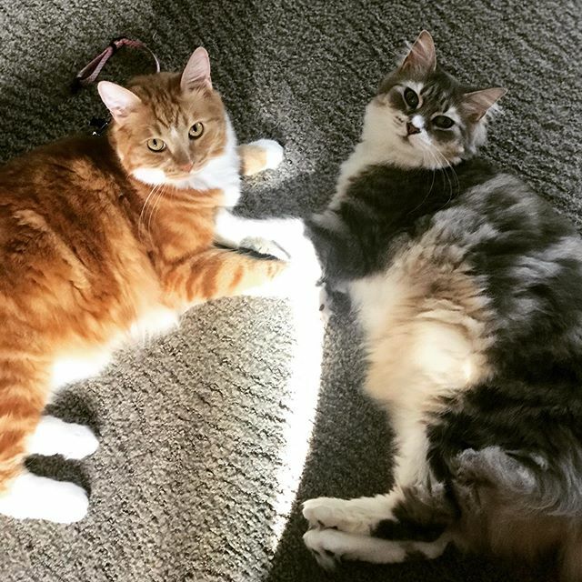 maddymedlycott's tweet photo. Double trouble #FloofToTheMax #CatsOfInstagram #catstagram #CatsOfBrisbane #Cats #GingerCat #TabbyCat https://t.co/Jxze0SgJ0e https://t.co/g4pHiVPATh