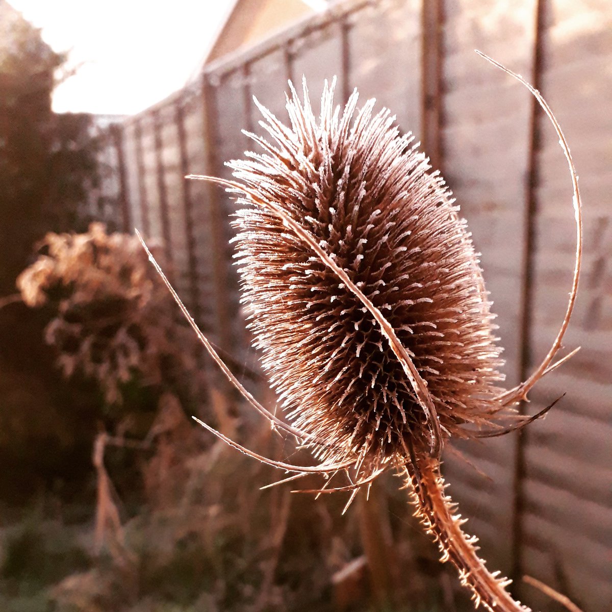 JDBaker81's tweet photo. Chilly morning, ground frost and frozen wildlife pond here at #DidcotBugs central!
#wildlifepond #wildlifegarden #becurious #makespacefornature
@BBCSpringwatch @Buzz_dont_tweet @Natures_Voice https://t.co/axoRIoOLv5