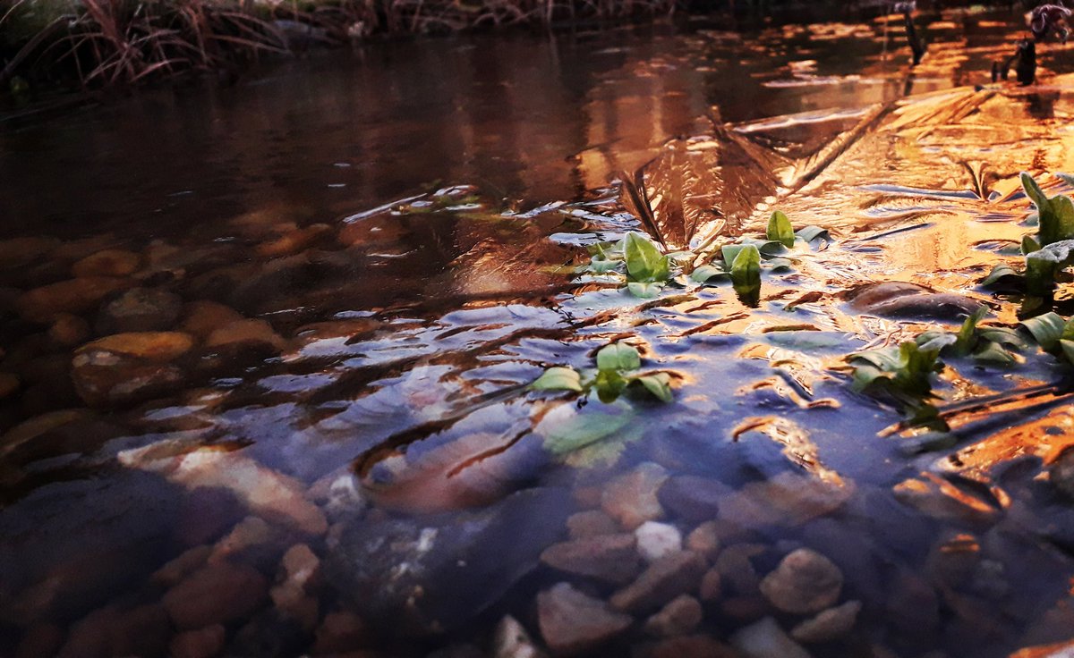 JDBaker81's tweet photo. Chilly morning, ground frost and frozen wildlife pond here at #DidcotBugs central!
#wildlifepond #wildlifegarden #becurious #makespacefornature
@BBCSpringwatch @Buzz_dont_tweet @Natures_Voice https://t.co/axoRIoOLv5