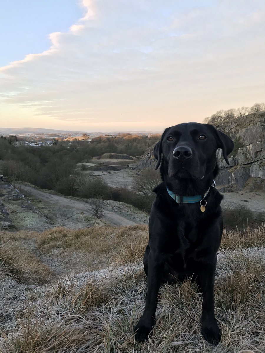 Love a good frosty morning walk #labradorsoftwitter