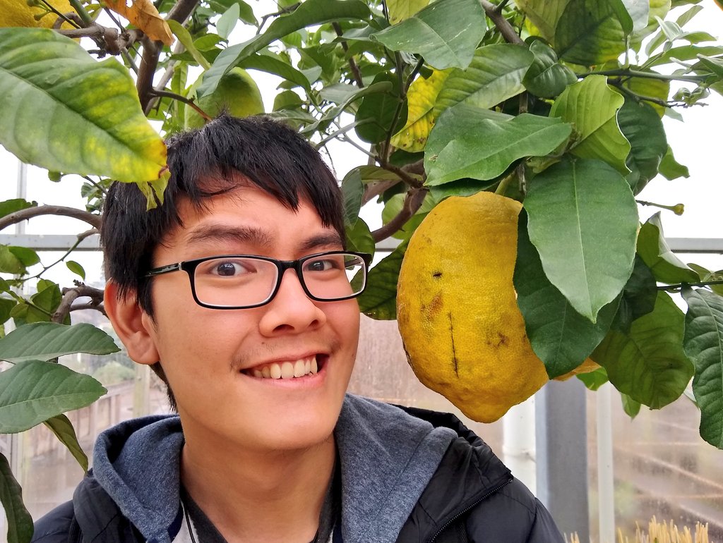 Not a very large lemon, nor a <a href="/ReadingBioSci/">UoR BioSci</a> student with a very small head. This is <a href="/iamToniiChan/">Tonii-Chan</a> with a citron fruit (Citrus medica) during a visit to <a href="/RHSWisley/">RHS Garden Wisley</a>.