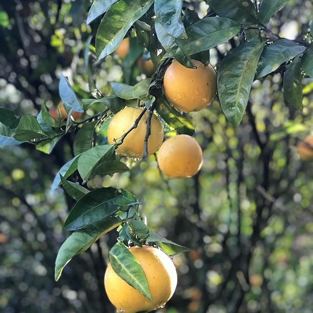 classicflowerco's tweet photo. On a freezing cold frosty Sunday morning here is an orange grove in Porto to remind you of the sunshine to come #sundayfunday #orangegrove #sunshine #sunlightphotography #porto https://t.co/zVYyPxHW36 https://t.co/wCUR1ZI2YT