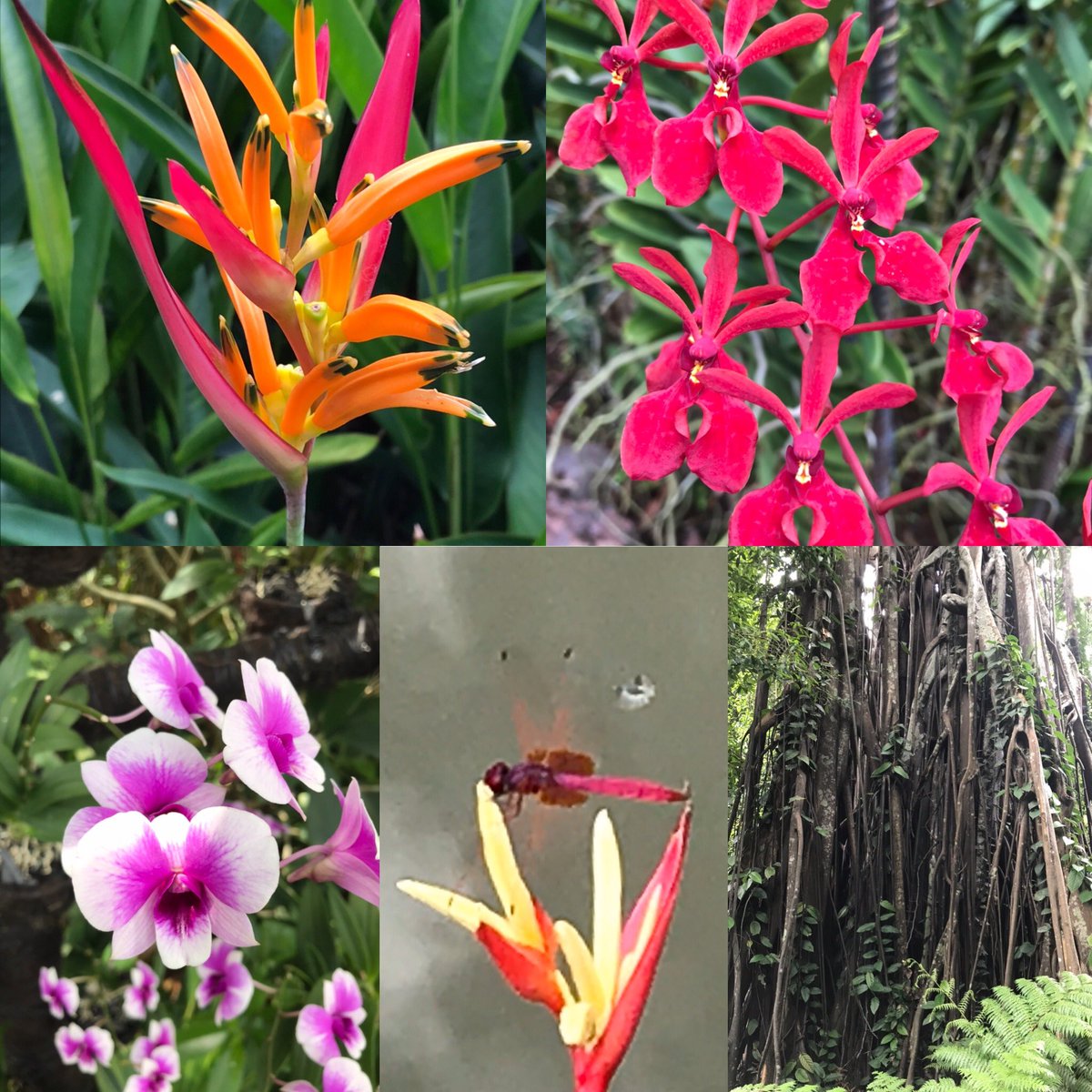 UVicSummerProg's tweet image. Hit up the Singapore Botanical Gardens today. WOW! If Victoria is the “City of Gardens”, than Singapore has to be the “Country of Gardens”. Nice restful day before the big student fair at National University of Singapore tomorrow promoting #ISIBM @GustavsonUVic