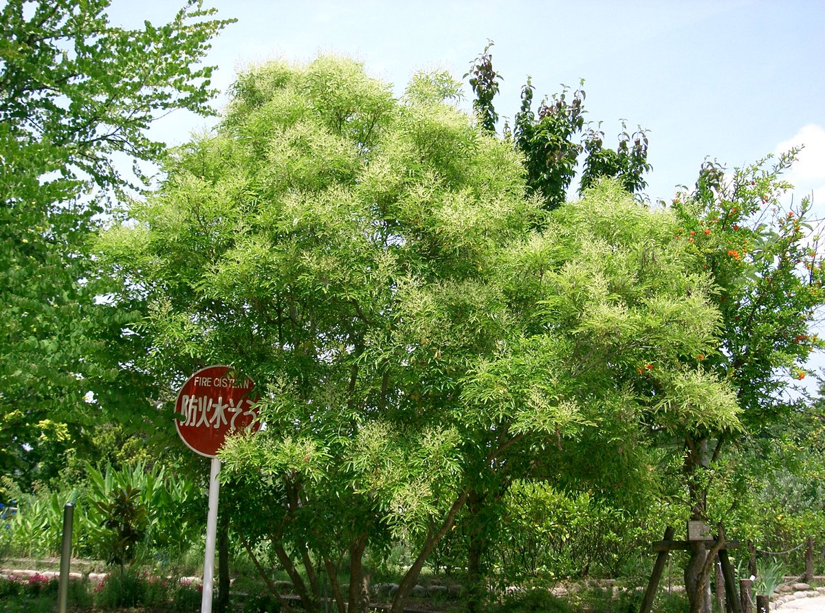 Masaki Ohashi 小説に出てきがちでよく分からないもの トネリコ 英語 Ash モクセイ科の落葉樹