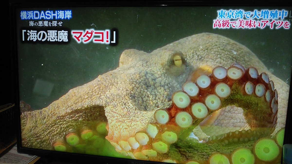 タツヤ77 鉄腕ダッシュ やはりデビルフィッシュはマダコ