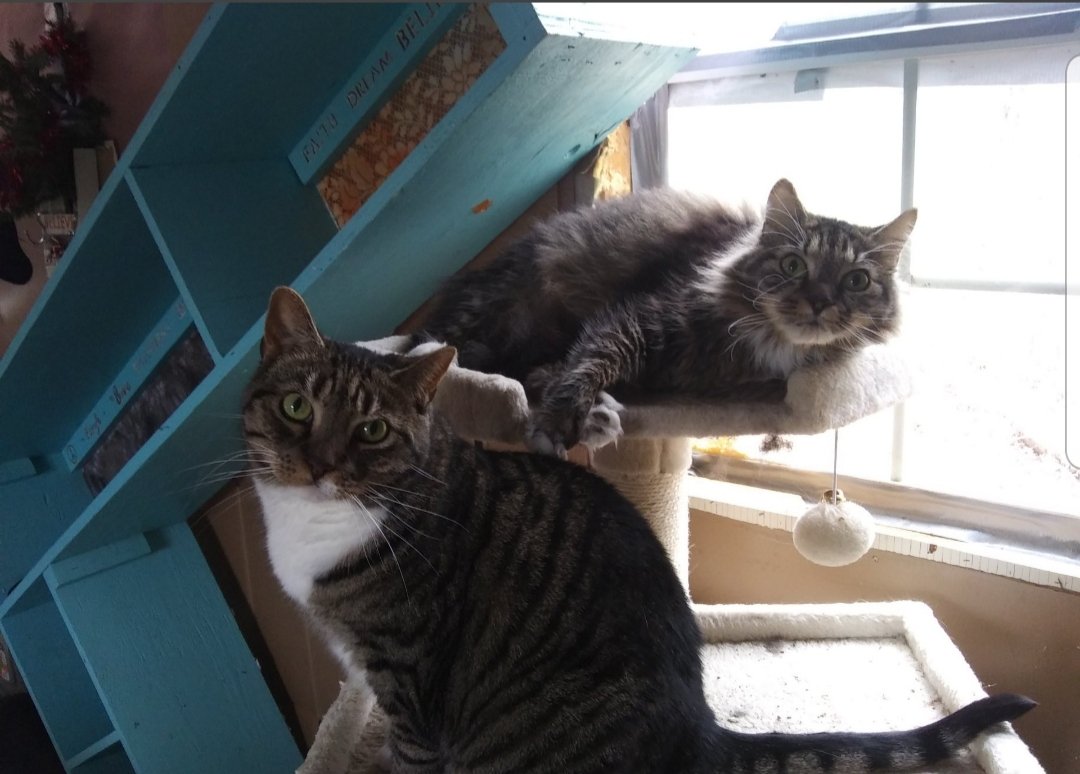 catmama4seniors's tweet photo. SFSCRP is a FULL TIME Lifetime Senior Cat Care Facility Providing Furever Retirement to Senior Cats that find themselves thrown away or displaced for whatever reason. 
We NEED the help of our supporters to continue our Mission, please see how to help in the comments 🐈🙏 https://t.co/BktgogtNCp