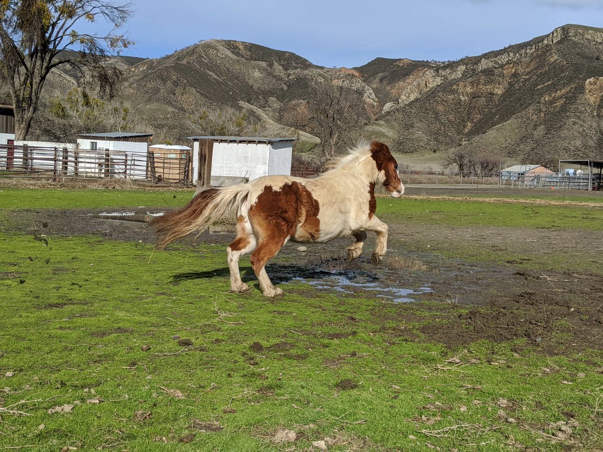 barszranch's tweet photo. When not napping, Nemo the pony is full of spunk!
#barszranch #horses #spunky https://t.co/WWI6FUDs9G