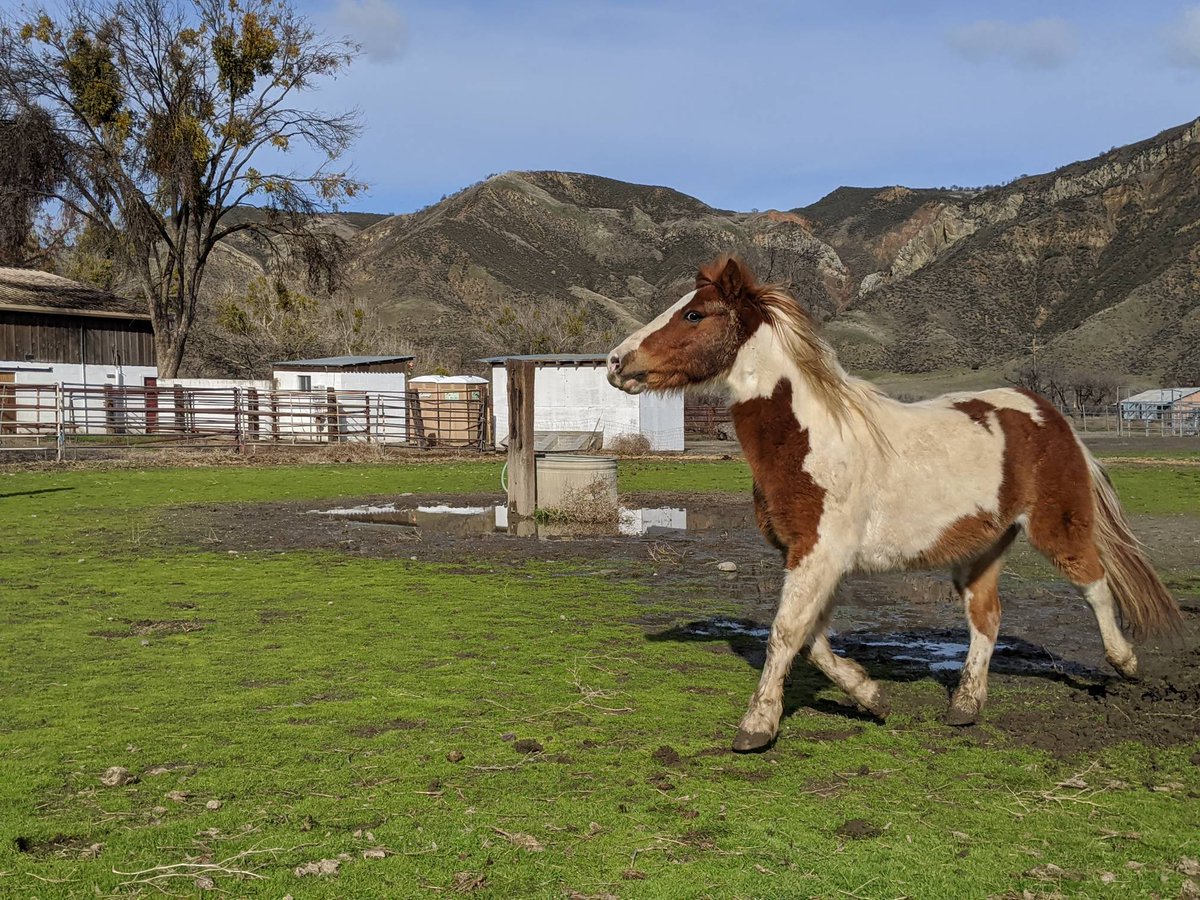 barszranch's tweet photo. When not napping, Nemo the pony is full of spunk!
#barszranch #horses #spunky https://t.co/WWI6FUDs9G