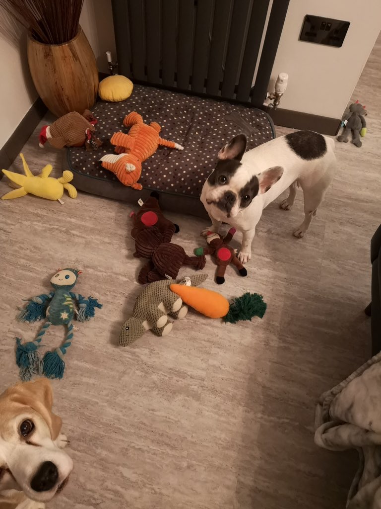 IggyBFrenchie's tweet image. Mess, what mess!