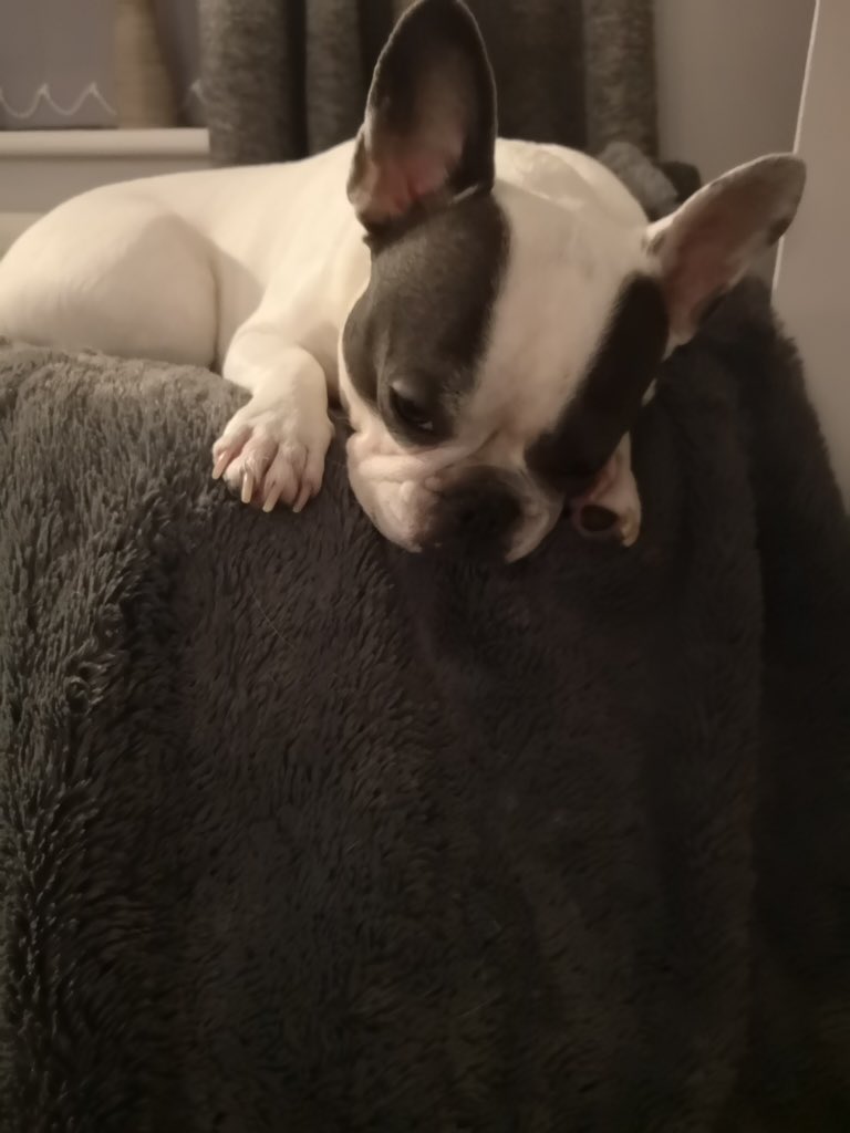 IggyBFrenchie's tweet image. Iggy found a place to snooze 😴🐾💤