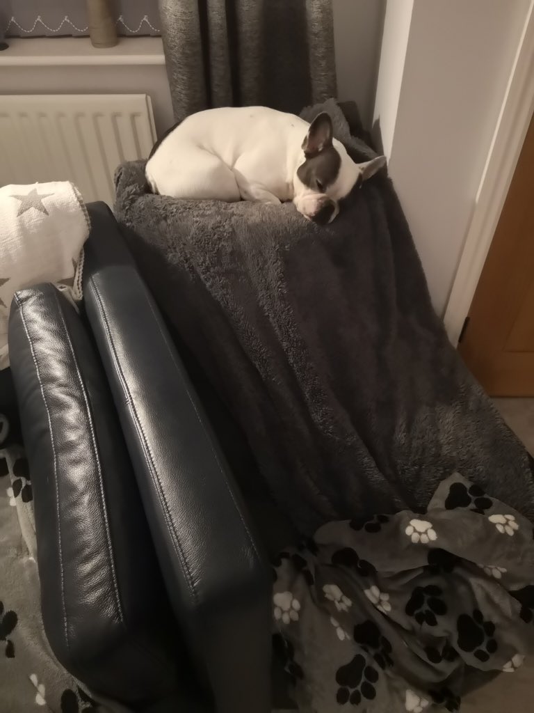 IggyBFrenchie's tweet image. Iggy found a place to snooze 😴🐾💤