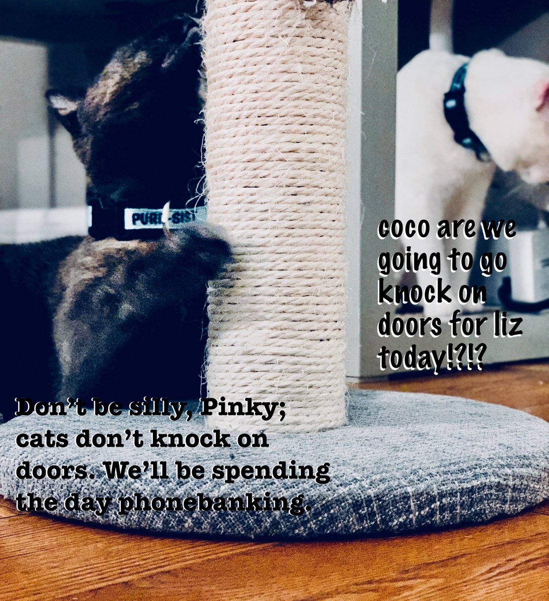 smallhappies1's tweet photo. Coco knows that New Yorkers can impact early states by making phone calls for @IAforWarren or @NHforWarren!
You can make calls too--sign up at https://t.co/0AHbycawdt!!!
#BeLikeCoco
#PinkyAndCocoMakeCalls
#CatsForWarren
#Democats
#Purrsist https://t.co/0LA3yFs4Qk