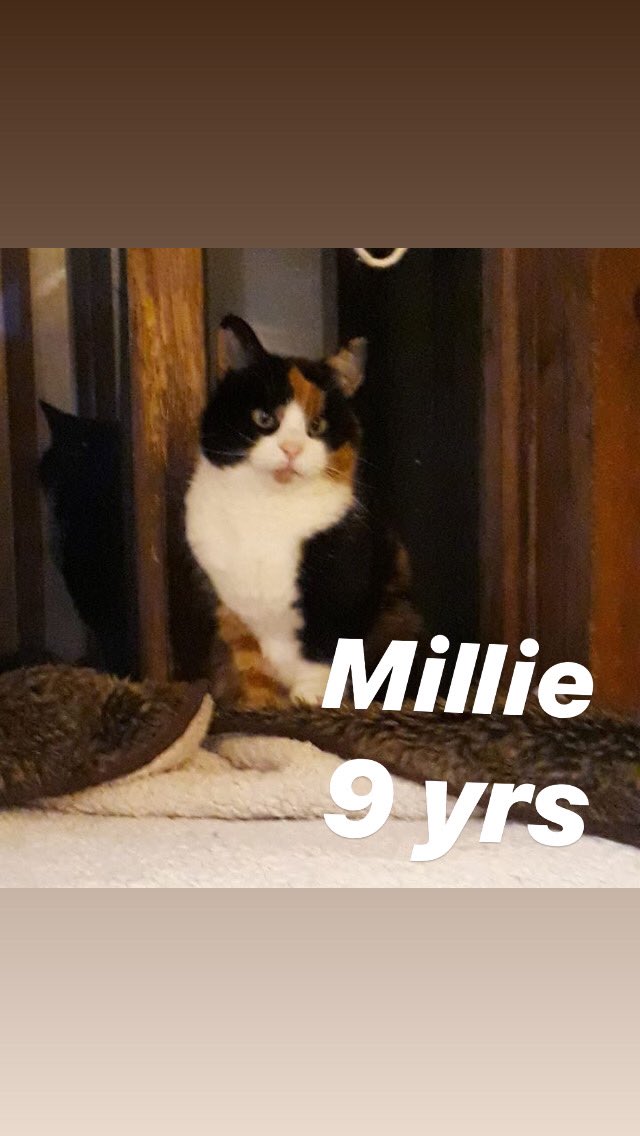 Golden oldies are often overlooked even though they have so much love to give! They are less demanding and content with relaxing in your company. Please take the time to meet them #adoptus #cheshire