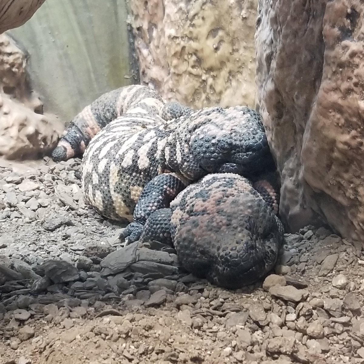 ddominuswild's tweet photo. A Gila Monster (Heloderma suspectum) breeding pair cuddle in the heat🦎. #reptiles #lizards #herpetology #venomous https://t.co/vK8Ey3PL3N