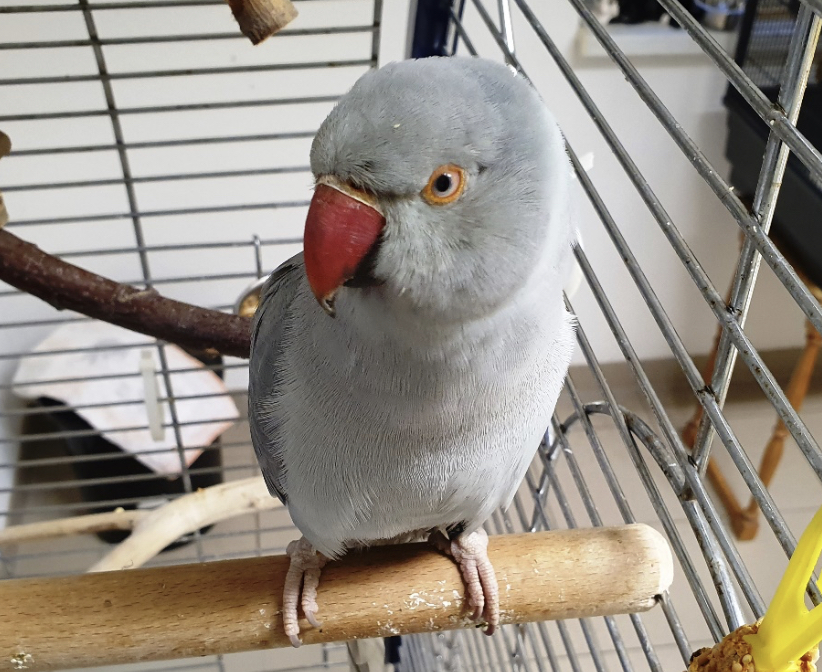 Aus aktuellem Anlass: Welcher #Tierfreund möchtr dem #Halsbandsittich aus dem Tierheim #Eschborn / #Sulzbach eine neues Zuhause mit geeignetem Partner bieten?
Seit Wochen warten wir auf einen Anruf!

Gerne RT - meine Reichweite reicht sicher nicht 😘

tierheim-bad-soden-sulzbach.de/Unsere-Tiere/K…