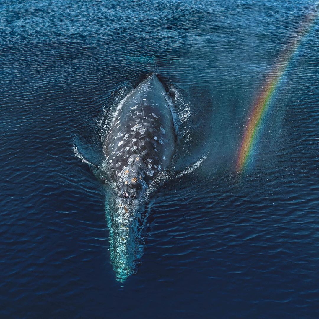 dronephoto10's tweet photo. Nature is magical!
.
.
.
📷: @DolphinDroneDom (instagram) https://t.co/OxvW0h62zn