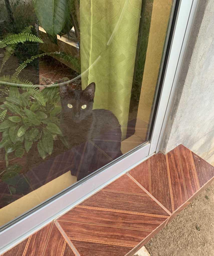 Pq no me avres la bentana humana? 😡 <a href="/gatitos_qctd/">✨ Gatitos que curan tu depresión ✨</a>