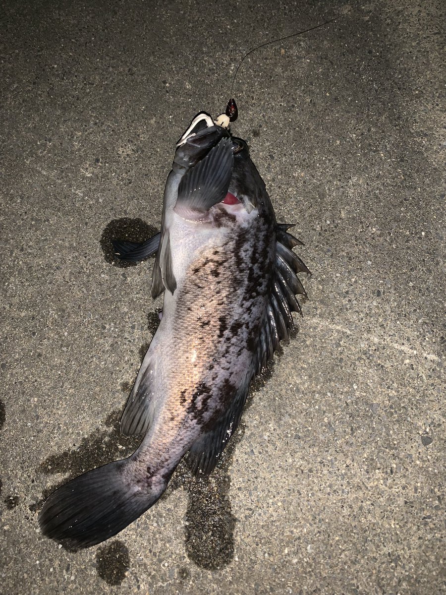fish_kumagai's tweet photo. 今日は『2020新春ロックフェスタ・一撃一本』に参加してきました!
プラでは釣れたとはいえ、だいぶ博打の釣りでしたが一本1160gで2位でした🐟
久しぶりにアドレナリン出た釣りでした(≧∀≦)
#APIA #BruteTP #パドチュー https://t.co/Pgt5u4xSlv